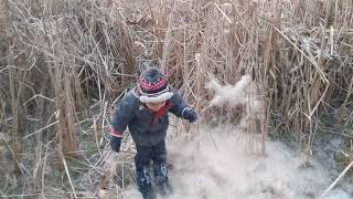 Austin and Bulrushes [upl. by Maynard]