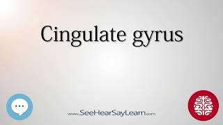 Cingulate gyrus Anatomy of the Brain SeeHearSayLearn 🔊 [upl. by Irt]