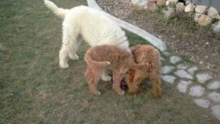 Labradoodle puppies 14 weeks old playing [upl. by Nywroc]