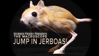 Jump In Jerboas [upl. by Nayd]