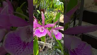 Cattleya orchid [upl. by Fennelly339]