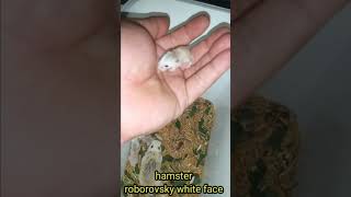 baby hamster roborovski white face [upl. by Laeno850]