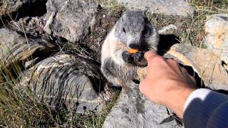 marmotte divertenti [upl. by Atteram]