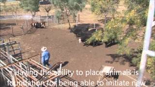 Stress Free Stockmanship Principles placing animals cattle [upl. by Aneekal]