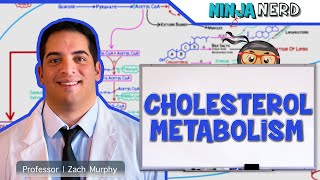 Metabolism  Cholesterol Metabolism [upl. by Namie43]