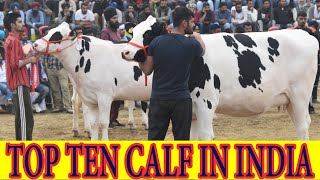 TOP TEN HOLSTEIN FRIESIAN CALF IN INDIA [upl. by Kele]