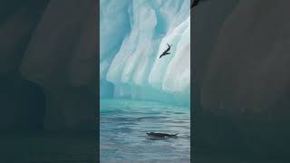 Penguin Dive  Antarctica  Lindblad Expeditions [upl. by Wedurn]