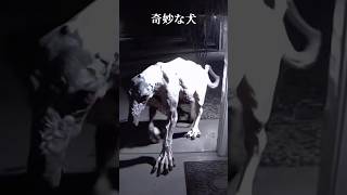 奇妙な犬‼️dogshortshorrorSkinwalker犬 [upl. by Aisanat]