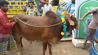 Bhai Koto Nilo Gabtoli Gorur Haat 2023  Show 15  Qurbani Cow Price in Bangladesh  Haat Update [upl. by Eisor]