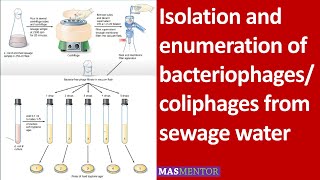 Isolation and enumeration of bacteriophagescoliphages from sewage water Urdu [upl. by Hyacinthe]