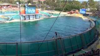 Killer whale show Marineland Antibes France [upl. by Sreip24]