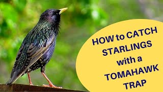 How to Catch Starlings with a Tomahawk Trap 2019 [upl. by Aikehs]