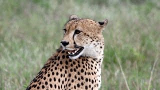 Cheetah Calling 27 May 2013 Latest Sightings [upl. by Waverley]