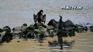 Der Kormoran  Vogel des Jahres 2010  Naturfilm  Natursound [upl. by Wilfred]