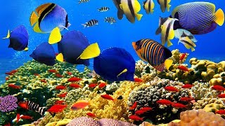 4K The most beautiful coral reefs and undersea creature on earth [upl. by Novit]