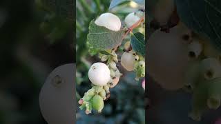 Symphoricarpos rivularis  Tears of Italy Lacrime dItalia  the REAL APPENNINO plant [upl. by Mayce]