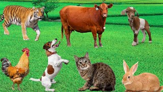 Animal Sounds Compilation  Tiger Rabbit Cow Dog Goat Sheep [upl. by Ingunna287]