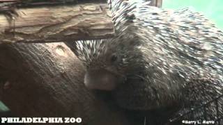 Philadelphia Zoo Prehensile Tailed Porcupine Baby Growing Up [upl. by Hanshaw335]