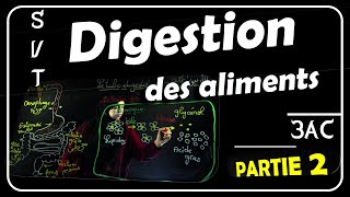 La digestion  Partie 2  Lestomac et les intestins 3AC [upl. by Nueovas939]