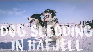 DOG SLEDDING ADVENTURE  Hafjell Norway [upl. by Ramma]