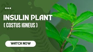 Grow Your Own Insulin Plant Costus Igneus in Sydney [upl. by Tiloine]