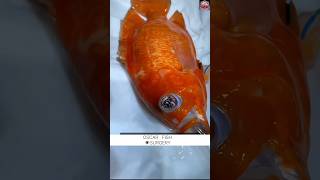 Oscar fish surgery shorts viral Oscar treatment oscarfish oscar youtubeshorts [upl. by Dario]