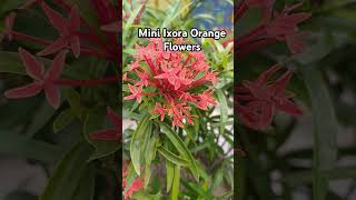 Mini Ixora Orange Flower Plant floweringplant Rajshreecreation2024 [upl. by Ynattirb]