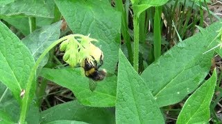 LA CONSOUDE TUBEREUSE plante de survie1ère partie [upl. by Lewendal]