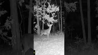 Shooter Buck on a Alabama Mock Scrape [upl. by Wyn51]