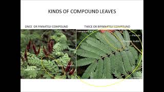 PLANT LEAF ID  ANATOMY AND MORPHOLOGY [upl. by Paddie]