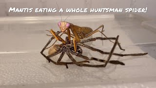 Bugs eating their food Satisfying Timelapse and ASMR [upl. by Alakim]