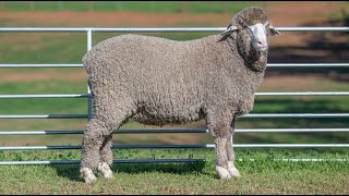 2024 Adelaide Ram Sale Nyowee Lot 14 [upl. by Gene738]