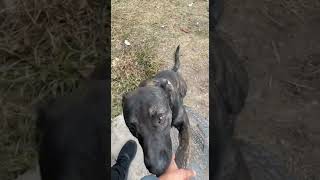 belgian malinois mix pitbull black [upl. by Namhar145]