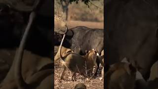 Lions Pride Hunting Buffalo🔥🦁🔥 animals wildlife shortsfeed viralvideo [upl. by Yearwood]