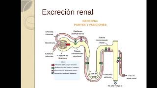 Excreción de fármacos [upl. by Carman648]
