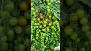 New technique for growing tomato plants tomatografting tomato farming viral shorts [upl. by Rasaec129]