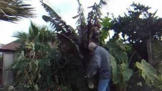 HTUK Dave pulls in Ensete ventricosum Maurelii at Hardy Tropicals [upl. by Studnia]