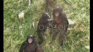 Agitated Bonobos Going Ape [upl. by Znieh]