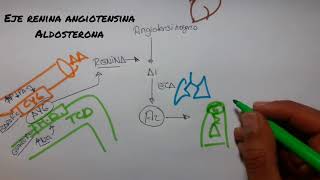 FISIOLOGÍA DEL SISTEMA RENINA ANGIOTENSINA ALDOSTERONA  Fácil y Practico 2018 [upl. by Teri911]