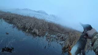 Solo Limit  Public Lands Utah Duck Hunt [upl. by Tawsha]