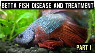 பீட்டா மீன் நோய்கள் மற்றும் சிகிச்சை l Betta fish disease l Part 1 [upl. by Brookner608]