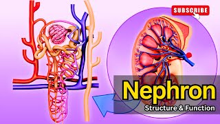 Nephron Structure amp Function EXPLAINED  Nephron structure  Nephron function Nephron class 12 [upl. by Irmgard]