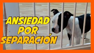 Ansiedad por separación 💔  Cómo educar a un perro 🐶👍🏼 [upl. by Gwennie]