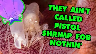 Pistol Shrimp Are One of the Loudest Animals in the World  Alien Ocean [upl. by Nnahtebazile]