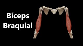 Anatomia do Bíceps Braquial em 3D [upl. by Anomis]