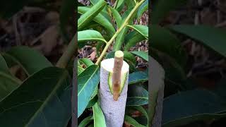 Grafting process🌿agriculture gardening homegarden shortsfeed shortsviral tree garden farming [upl. by Milman399]