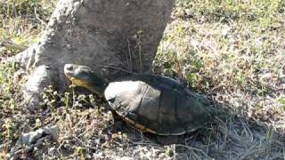 Pantanal Swamp Turtle [upl. by Karolyn74]