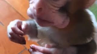 Pocket monkey Huahua also has a big mouth  Funny animal video [upl. by Adnelg691]