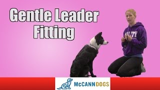 How To Fit A Gentle Leader On Your Dog [upl. by Ilyse189]