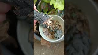 Haworthia propagation update plantpropagation succulent [upl. by Nerhtak]